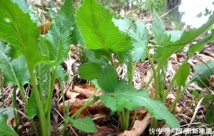 东风菜|农村4种常见野菜,殊不知强身补男,比名贵药材好,见到别踩死