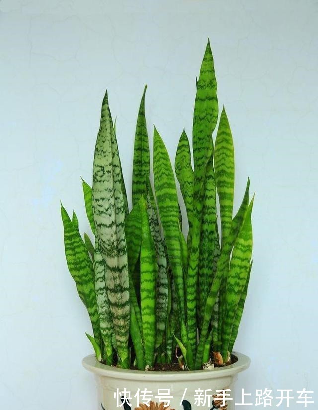 这些“肥料”遍地都是,不花钱捡回家,养花用一把,个个长爆盆!