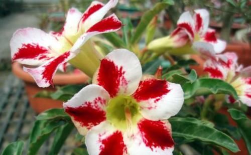  超火|花界中超火的4种花，四季开花，芳香四溢，室内也能养