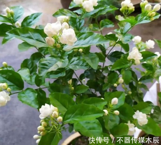 这5种花卉堪称活香水,养一盆摆客厅,满屋子飘香!