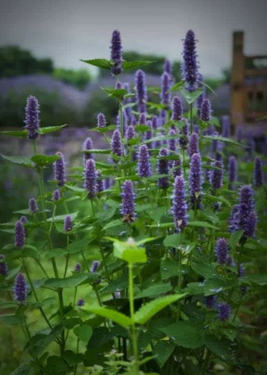 湿热体质|大雨频发 三伏应以祛湿为要