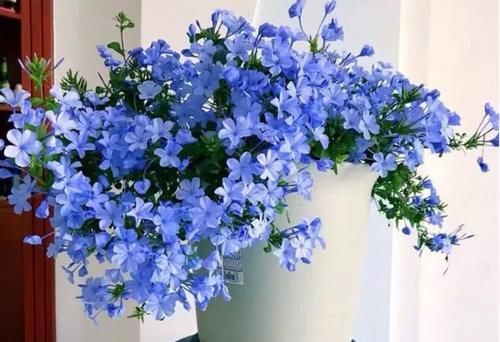 5月逛花市，捡漏很轻松，这4种花“闭眼入”，耐热抗晒开花多