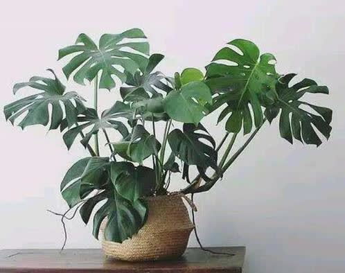 三月种上这些花，满足大水大肥大太阳，长势喜人装满盆！