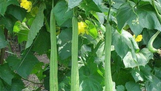 地方|吃丝瓜能抗癌止咳,但效果最好的地方都被扔了,后悔现在才知道