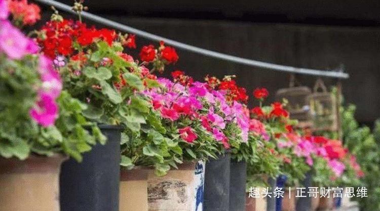 房屋|俗语“房前不栽树,屋后不种花”,什么意思有道理吗