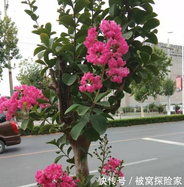 能够给庭院之中增添很多的风景,而且紫薇花色繁多,搭配种植,花开时节