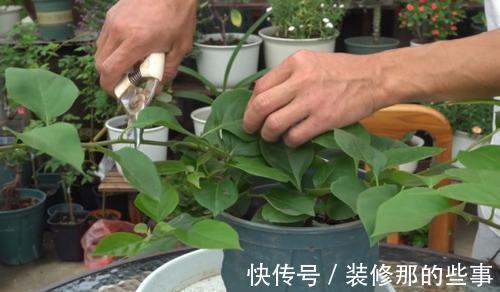 枝条|夏天养三角梅,3个促花“诀窍”,花苞满枝,挤成花树