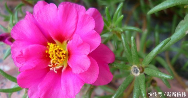 四季海棠|喜欢养花,就养这4种花,并且非常好养,一年四季都有花