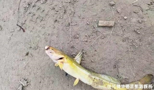 江里钓了条“黄颡鱼”，有人却说它是“石扁头”，你见过这种鱼吗