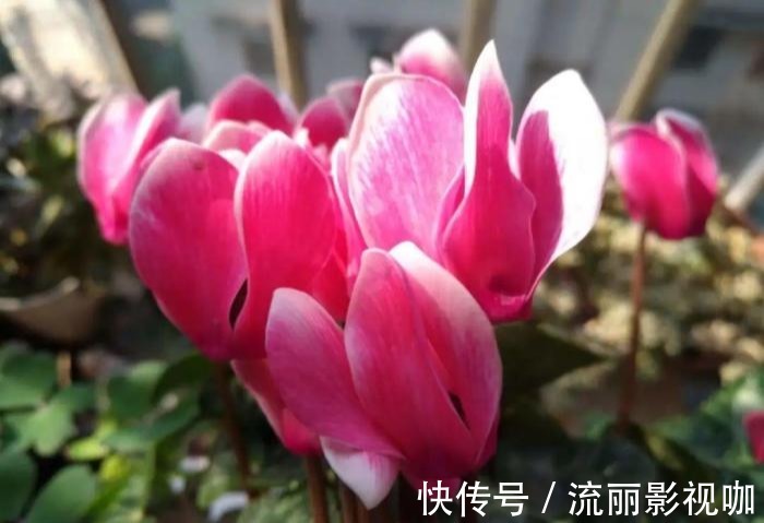 君子兰花|家里有此7种花，少浇水不能晒，天热要休眠早看早知道