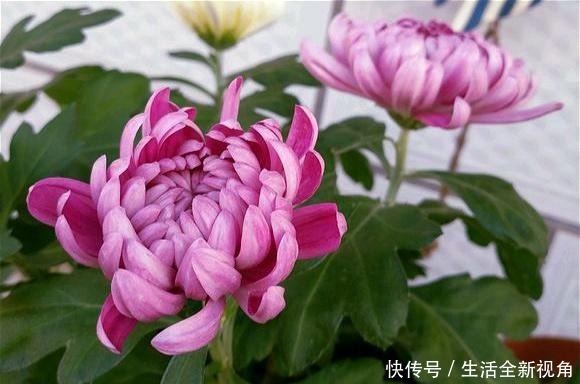 春天种下几株菊花,秋天才能怡然自得地赏花,喜欢菊花的赶紧种!