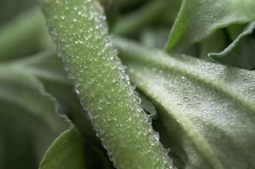  浑身|一斤卖100元！这种浑身挂“冰晶”的“贵族蔬菜”，你见过吗？