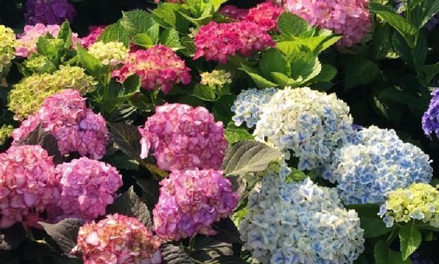 风雨兰|7种花夏天爱淋雨,越淋长得越欢,多淋几次,肥料都省了