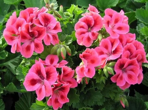 这些花花型独特,植株生长旺盛,室内盆栽欣赏价值高