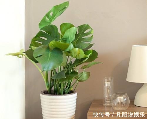 平安树|有钱人最爱养这“3种”树,摆家里绿油油,生活越过越好!