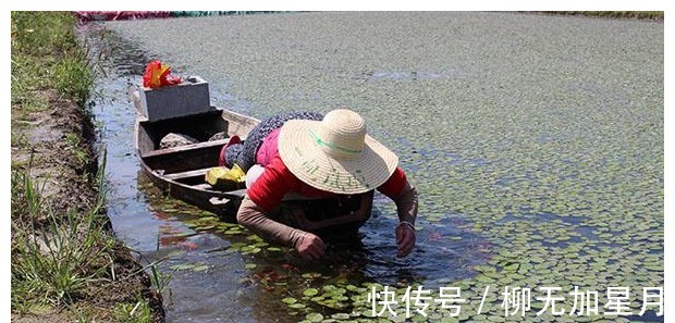 池塘|池塘里的这种野味，人称“补锌之王”，曾为宫廷贡品，见到别错过！