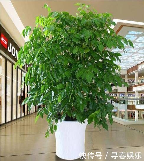 有钱人最喜欢这3种“花”,摆在家里镇宅旺财,四季常青开花不断