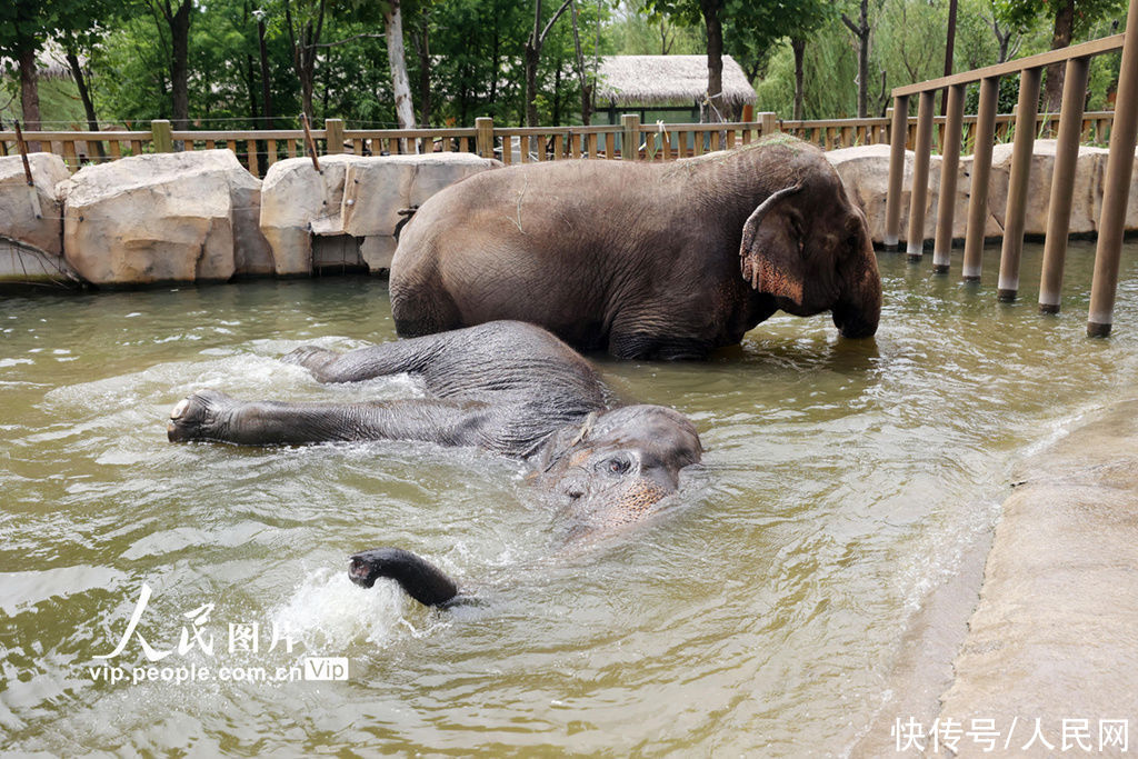 大象|为大象“修脚美甲”