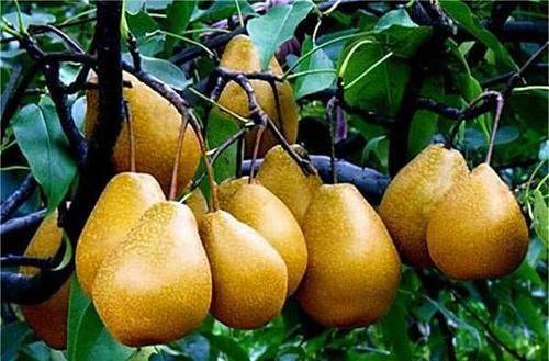 人到中年身体虚弱，以下几种食物一定要多吃，防病抗病提高免疫力