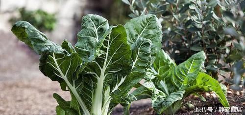 绿茶|便秘让人生不如死?不妨多吃这几种食物,轻松通便无负担