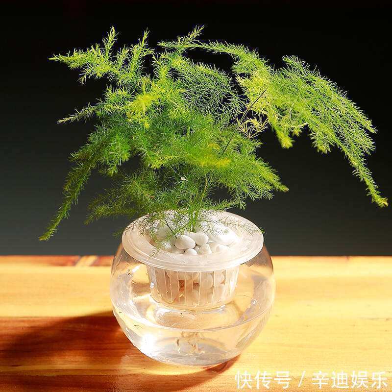 3种花养不好“别放弃”，直接扔水里，10天就生根，比绿萝还好养