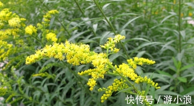 一枝黄花|一种野草曾经人人厌弃,农村人见着它就除掉,殊不知宝贵用处极大