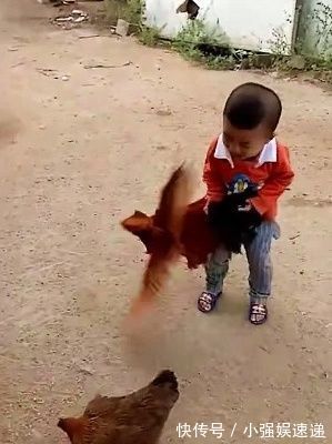 手机|手机控宝宝到农村一个月大变样,只是奶奶家的鸡倒霉了