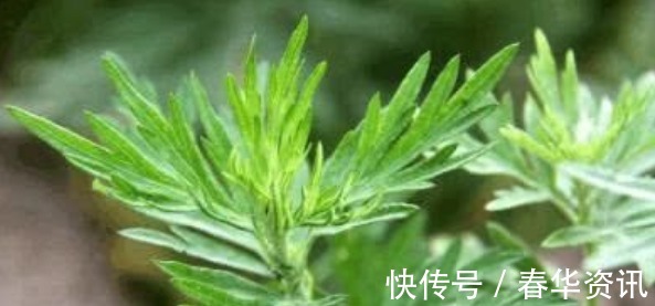 风湿关节痛|艾草抗癌是真的吗别再被骗了，艾草就3个养生作用