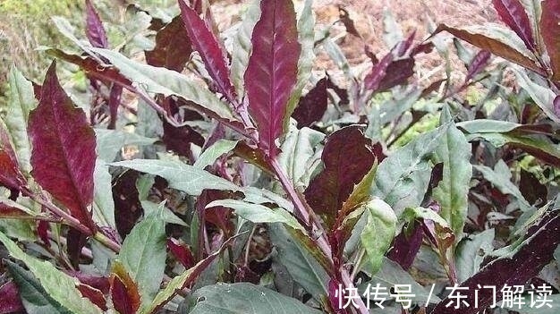 癌细胞|这4种最常见的蔬菜是抗癌“四大天王”，第一种你还天天在吃！