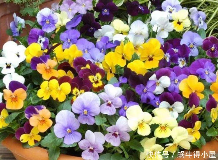 4种花人见人爱,一养就爆盆,开成花球,一开就停不下来