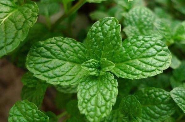 吸臭强性强的4种花,摆在卫生间里,杀菌驱虫,比清新剂还好用