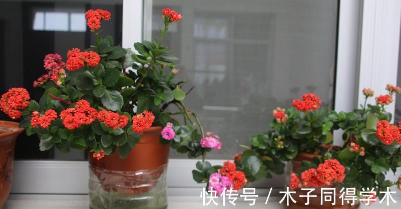 小技巧|养长寿花的3个小技巧，你全知道吗？每个达到的目的都不同