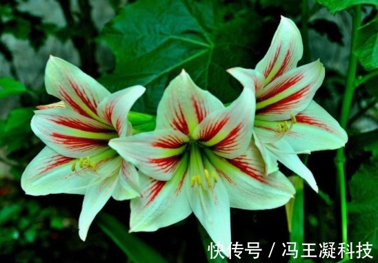 喜欢养花,不如养朱顶红,花开精致大气,枝叶繁茂旺盛,盆栽佳品