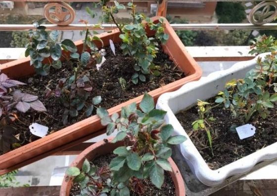 养花肥难找这玩意到处都是，捡来做肥料，花草长得枝粗花多