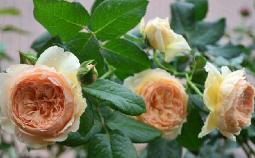 瀑布|3种花随便养,长得快开花多,养成瀑布,美如画!