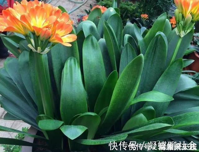 枝叶|“1种水”浇君子兰,7天冒出“大白根”,30天枝叶油绿,冒花芽
