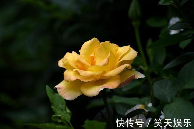 小花|月季冒出花蕾,却被“蚜虫”包围,学会这几招,1个月消灭病虫害