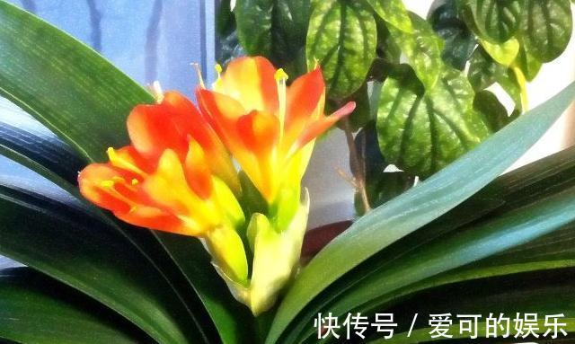 霜降后,4种花浇水是关键,学会此样做,叶片绿开花旺