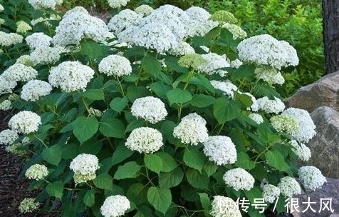 绣球能修剪吗,这些情况不分清,剪完变绿植