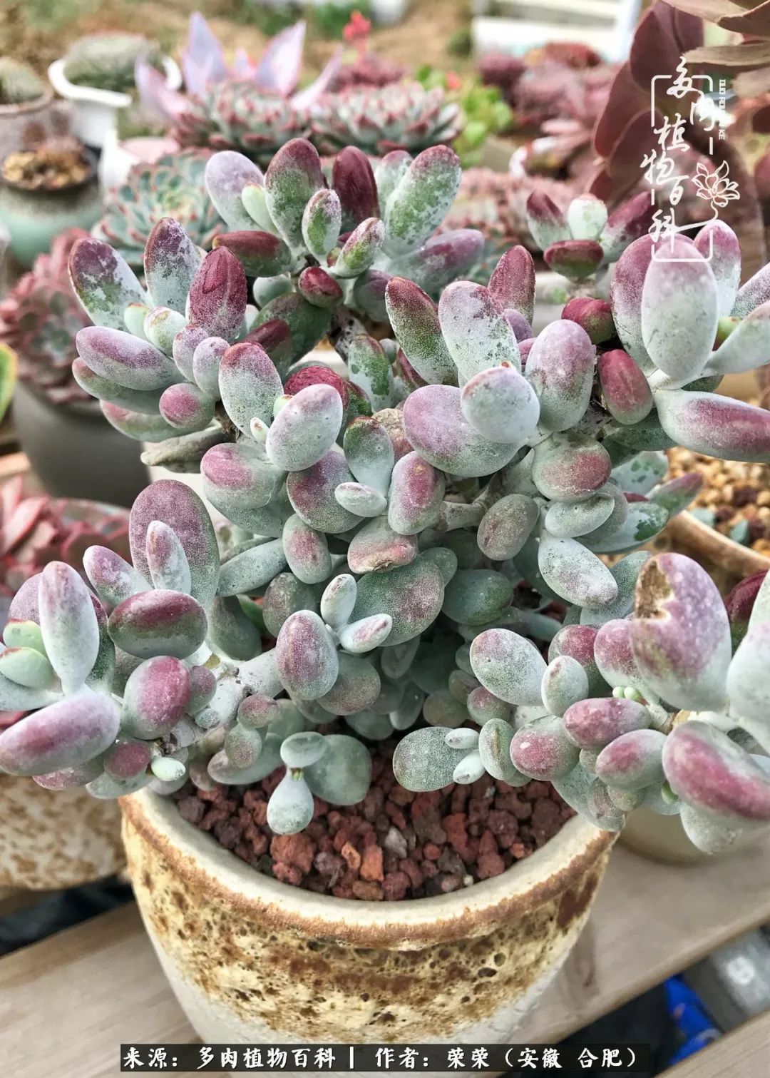 金秋时节,变化带来的惊喜不正是养肉的乐趣所在么!