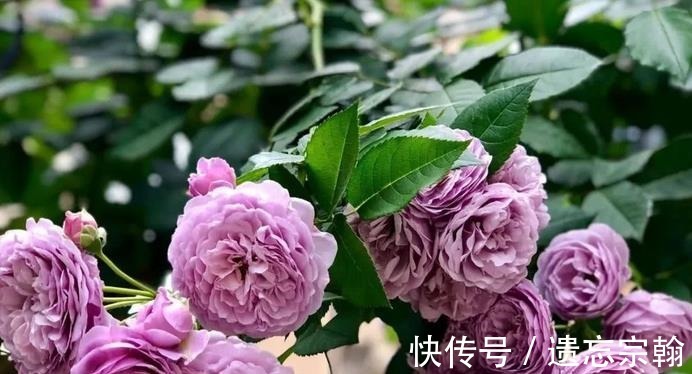 灌木|一米高的月季笋芽,现在该不该剪不同阶段处理方式大不同