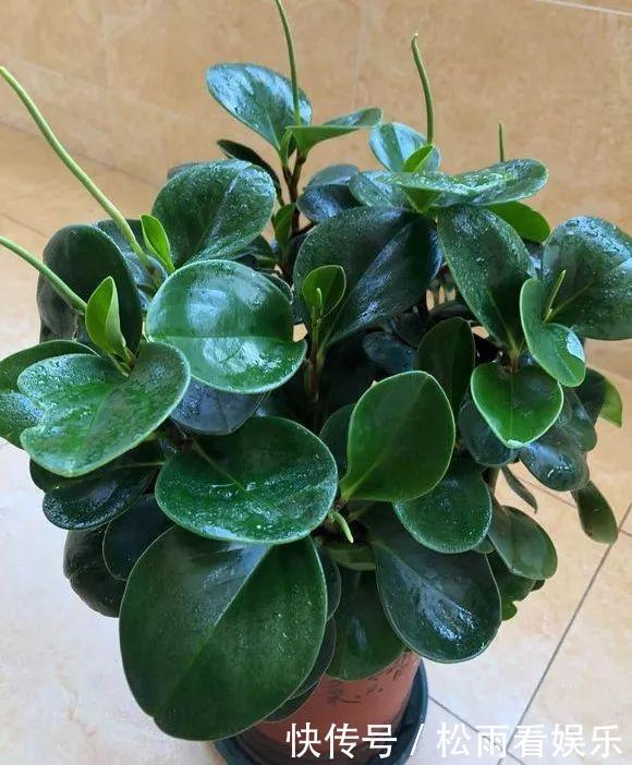 养了十多年的普通花草，竟然都能“开花”，看你家有吗