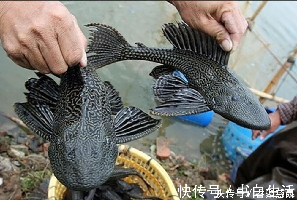他野钓钓到六斤鲫鱼王,一看竟是“太监鲫鱼”这究竟是谁的功劳
