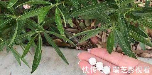 养花缺少生根水怎么办？自己这样制作，安全环保、效果好！