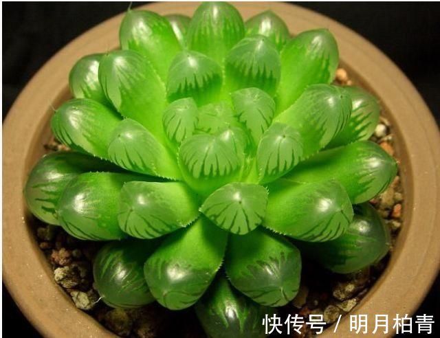 聚伞花序|3种漂亮多肉，耐热又耐晒，夏天长得更好看，姿态各异惹人爱