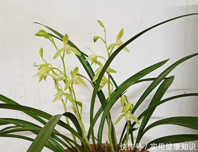 养兰花用什么肥我推荐这3种“肥水”,浇一浇,长得旺,花苞多!