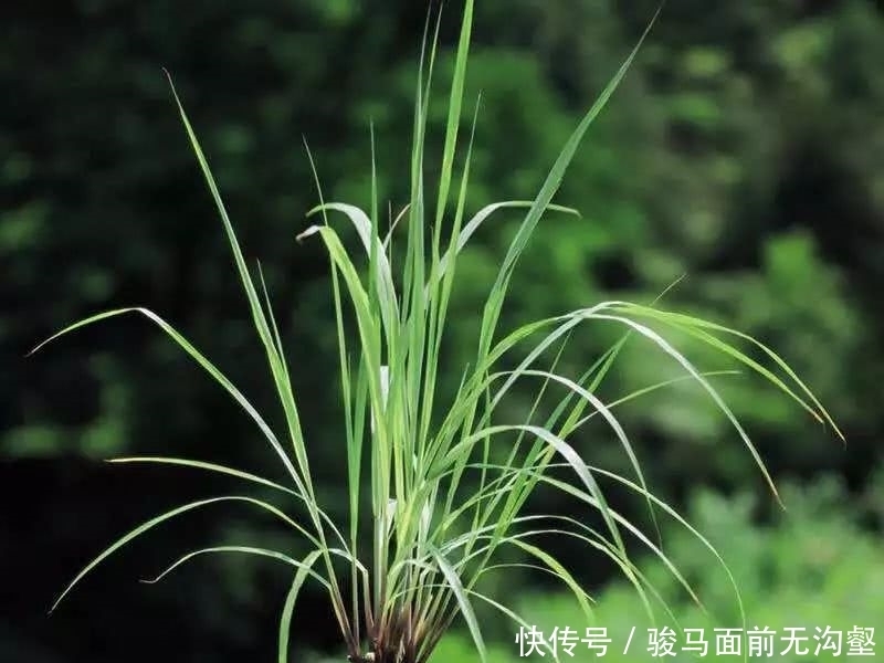 家里养这几种植物,又香又健康!