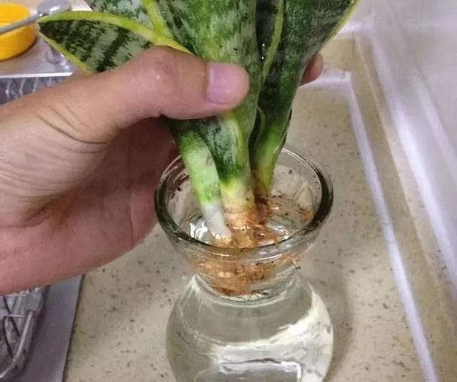 3种花养不好“别放弃”,直接扔水里,10天就生根,比绿萝还好养