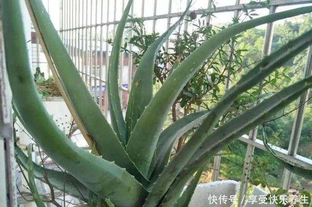 8种镇宅花,窗户边养一棵,霸气又镇宅!