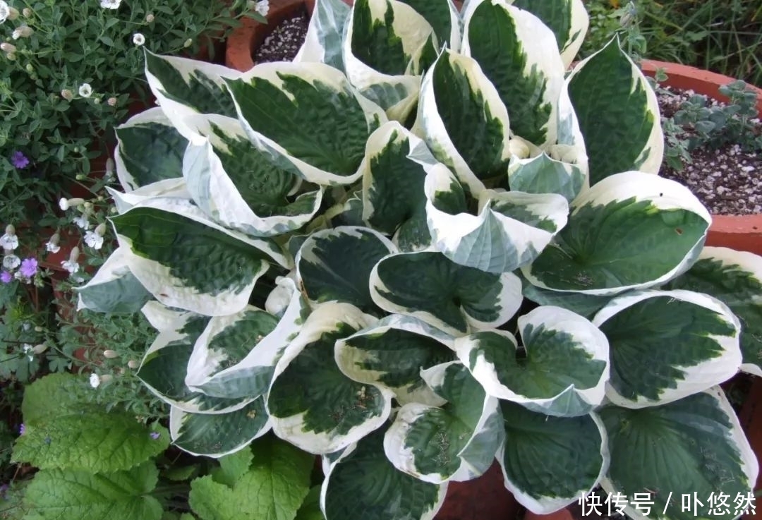 天生“体阴”的6种花，晒太阳易黄叶，阴一点反而长得绿油油！